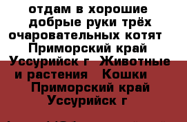 отдам в хорошие, добрые руки трёх очаровательных котят - Приморский край, Уссурийск г. Животные и растения » Кошки   . Приморский край,Уссурийск г.